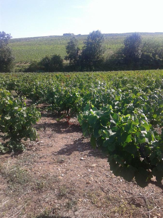 La Maison des Vignes - petits déjeuners continental Charentay Esterno foto